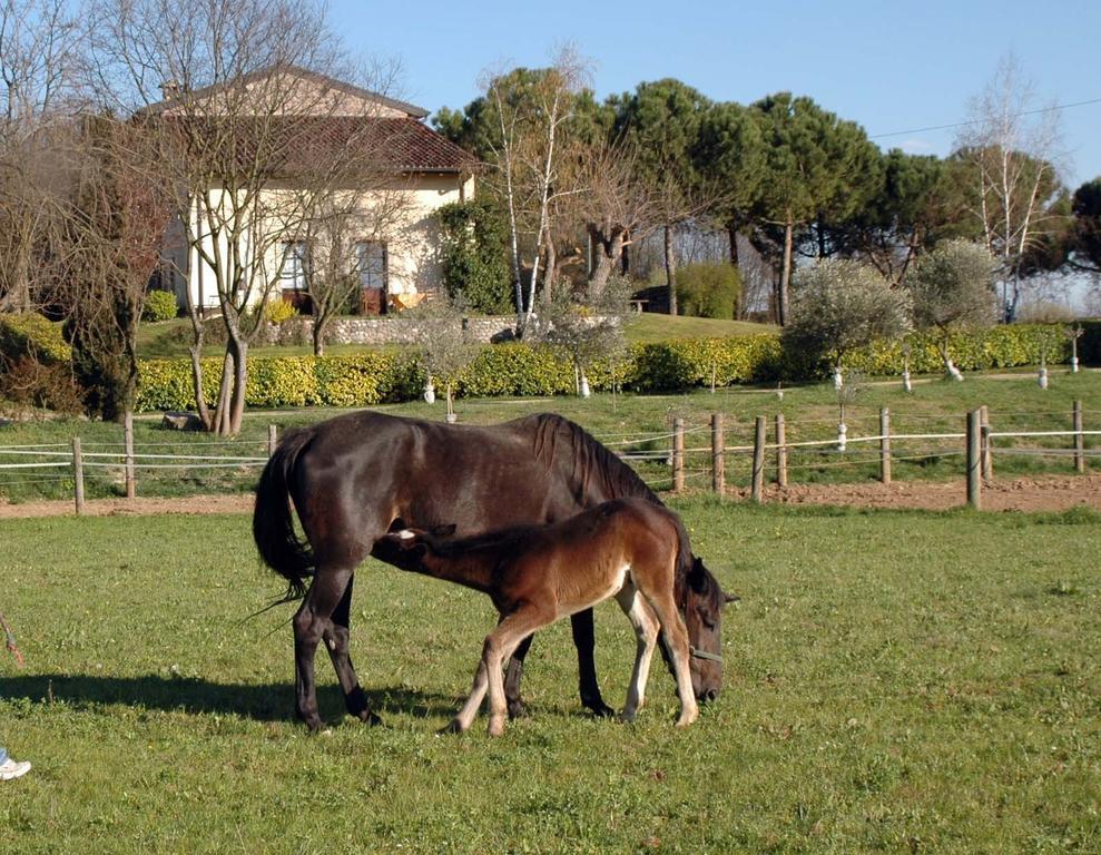 Agriturismo Trebisonda Country Resort Monzambano Kültér fotó